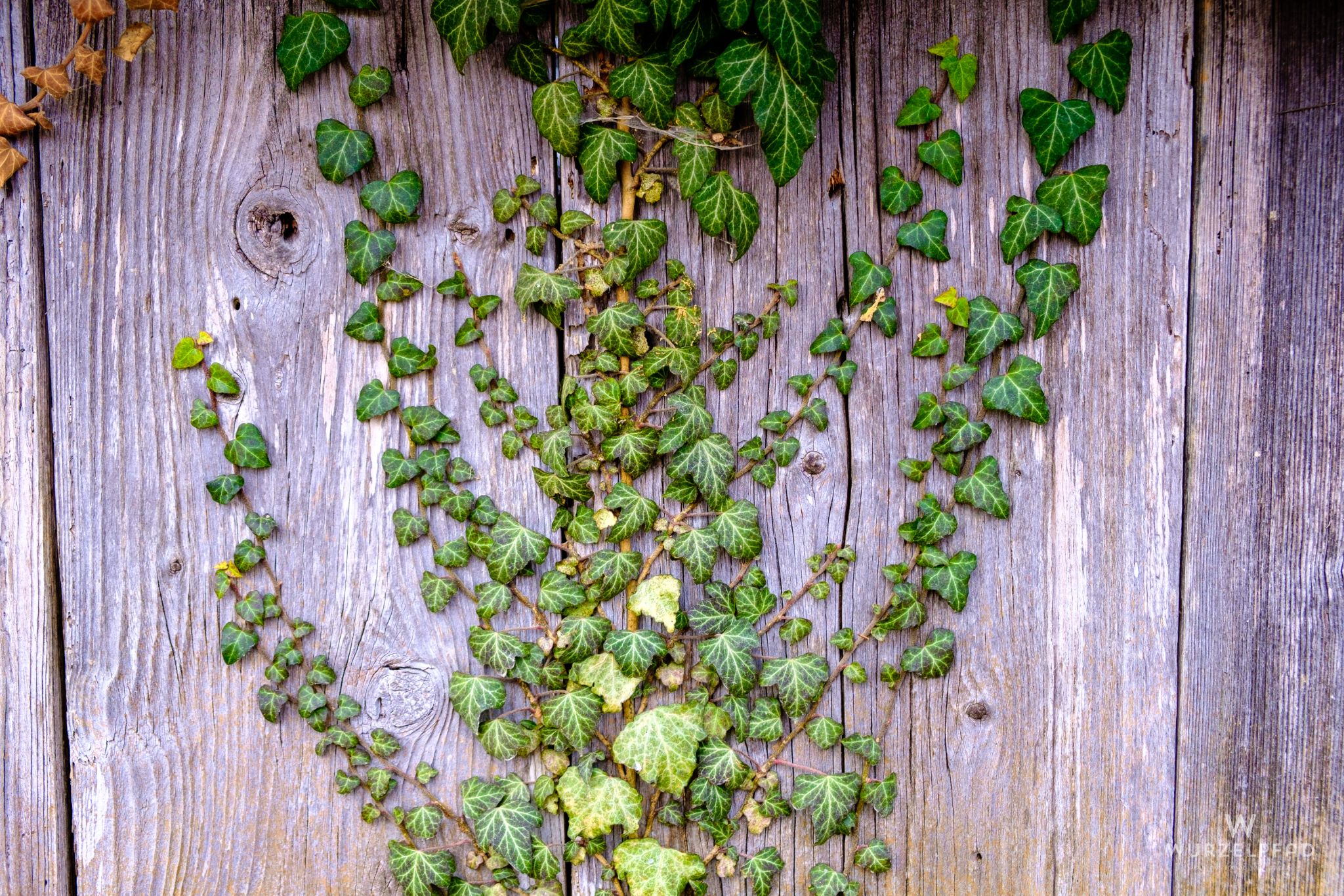 Efeu, Ambach, Bayern, Deutschland, 2021